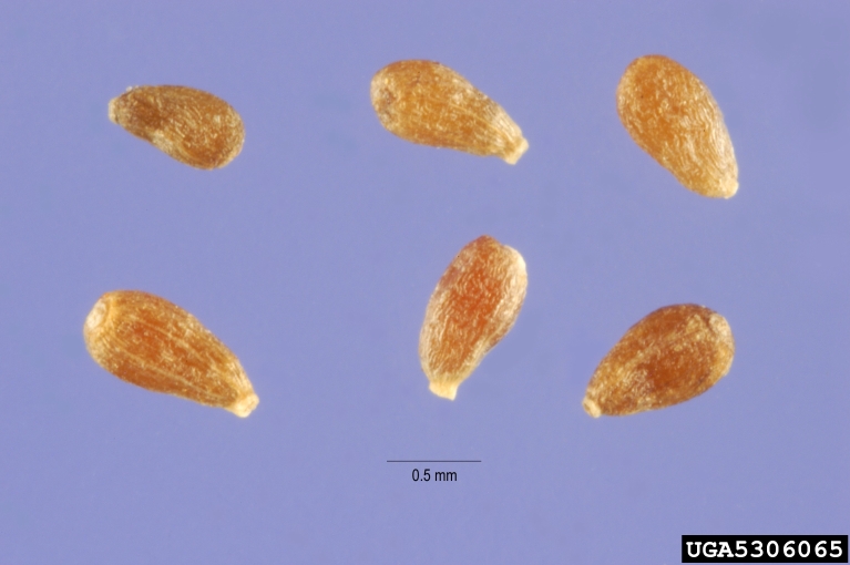 absinthe wormwood, wormwood, common wormwood, green ginger , grand wormwood